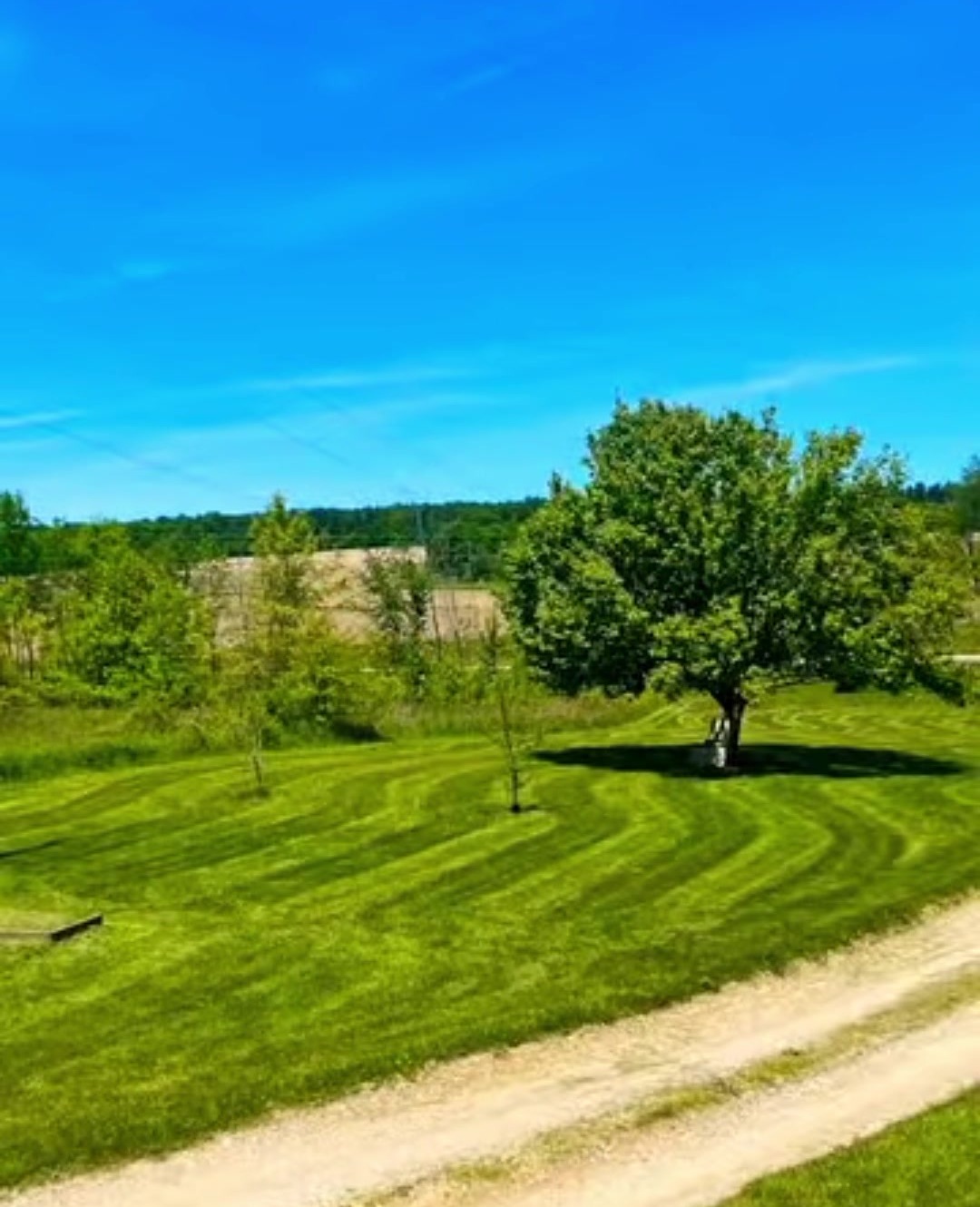 Wavy mowing stripes around a tree on a sunny lawn